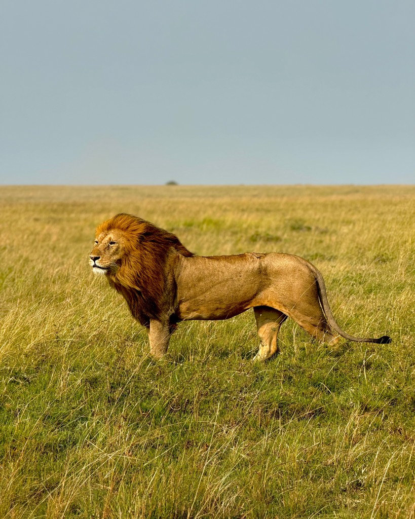 Narok, Masai Mara